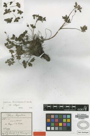 Geranium fallax Steud.