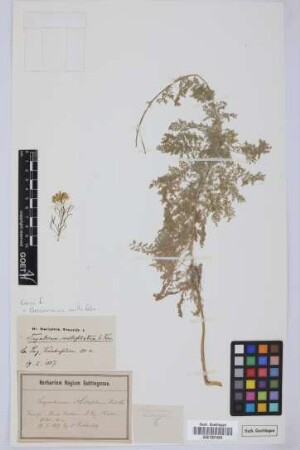 Sisymbrium millefolium Aiton