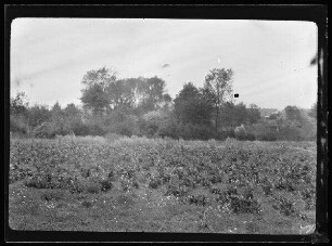 Guillemont (Dep. Somme, Frankreich)
