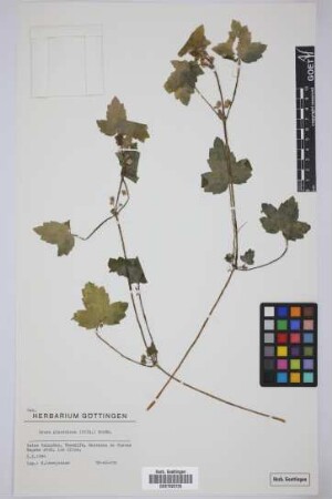 Drusa glandulosa (Poir.) Bornm.