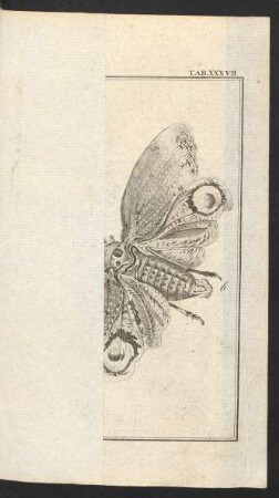 TAB. XXXVII.