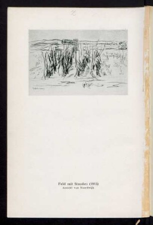 Feld mit Stauden (1913) Ansicht von Noordwijk