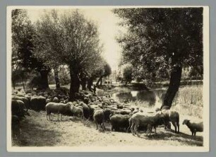 Sachsen. Schäfer und Schafherde weiden an einem Teich