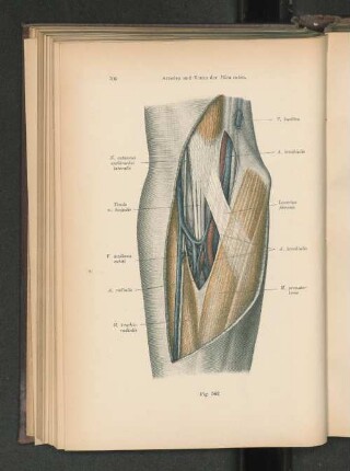 Fig. 562. Arterien und Venen der Plica cubiti.