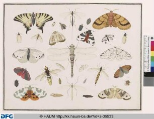 Libelle, Segelfalter, Hornisse, Schnaken und Falter