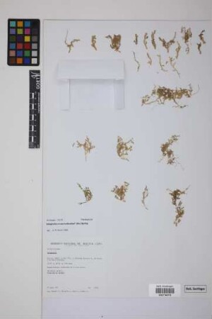 Selaginella novae-hollandiae (Sw.) Spring
