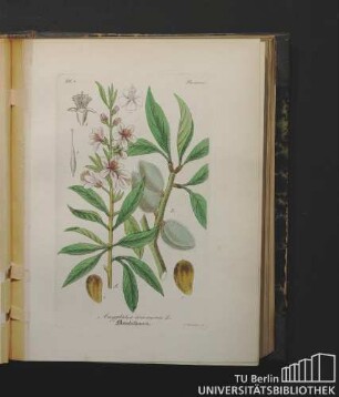 Rosaceae. Amygdalus communis L. Mandelbaum.