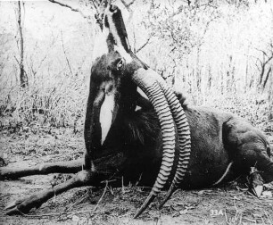 Rapp-Antilope. Bez. Kilwa.