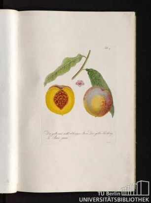 Tab. 9. Die gelbe mit nicht ablösigen Stein. Der gelbe Härtling. Le Pavie jaune.