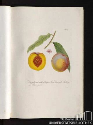 Tab. 9. Die gelbe mit nicht ablösigen Stein. Der gelbe Härtling. Le Pavie jaune.