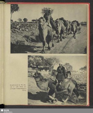 Kamelkarawane