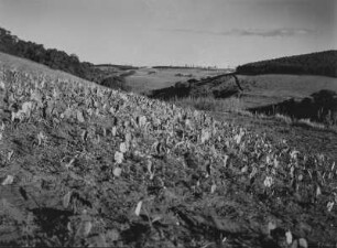 Landwirtschaftliche Anbaufläche : Landwirtschaftliche Anbauflächen in der hügeligen Landschaft des südafrikanischen Tafellandes