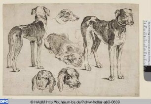 Vier Jagdhunde