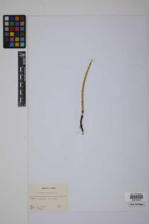 Equisetum hyemale hyemale L.