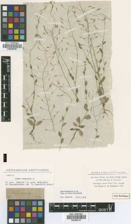 Draba nemoralis Ehrh. [type]