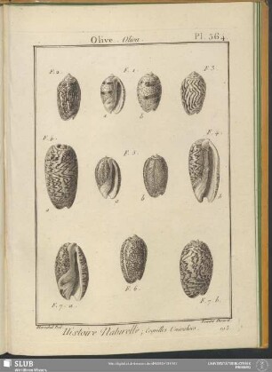 Pl. 364. Olive. Oliva