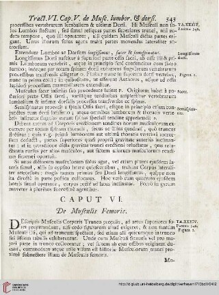 Caput VI: De Musculis Femoris