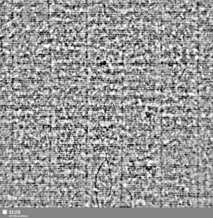 Lilie / CVC = S.1/2