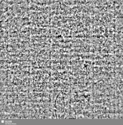 Lilie / CVC = S.1/2