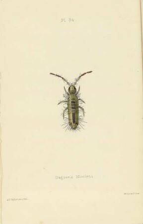 Plate XXXIV. Degeeria Nicoletii.