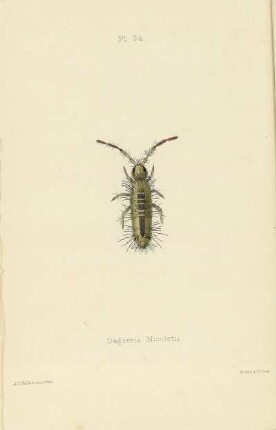 Plate XXXIV. Degeeria Nicoletii.
