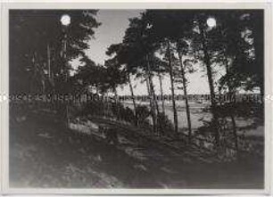 Geesthacht, Wald