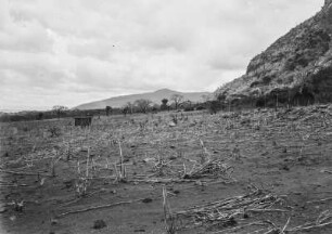 Landschaft : Blick über eine Ebene mit trockenen Gewächsen. Im Hintergrund und im rechten Bildrand erheben sich Berge