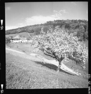 Frühling in Mühlenbach
