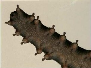 Morphologie und Lebensweise von Onychophoren