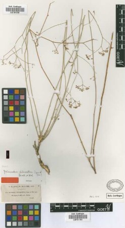Deverra chlorantha Coss. & Durieu [isotype]