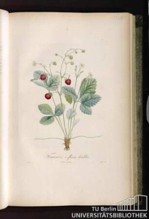 Pl. XXXVII. Fraisier à fleurs doubles.