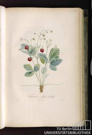 Pl. XXXVII. Fraisier à fleurs doubles.