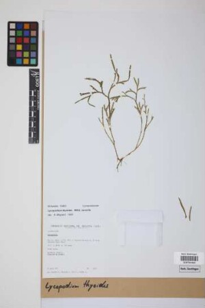 Diphasiastrum thyoides (Humb. & Bonpl. ex Willd.) Holub
