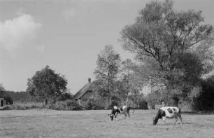Wiese mit Kühen