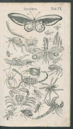 Tafel XX. Insekten.