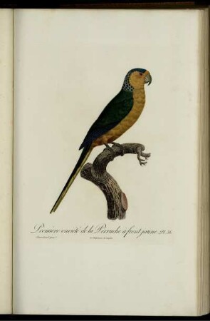 Pl. 36 [bis] Pl. 57 [Pl. siehe arabische Paginierung]