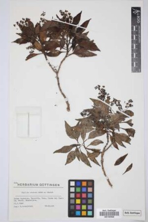Phyllis viscosa Webb ex H.Christ