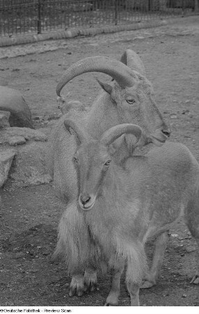 Mufflons im Zoo