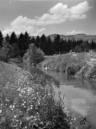 Blühende Sommerwiese mit einem Bach