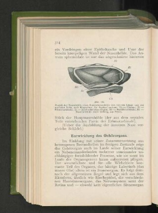 Entwickelung des Gehörorgans.