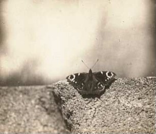 Tagpfauenauge : Tagpfauenauge (Aglais io; Syn.: Nymphalis io)