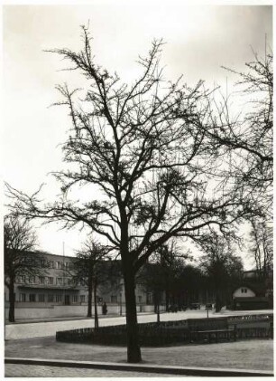 Zweigriffelige Weißdorn (Crataegus laevigata, Syn. Crataegus oxyacantha auct., Crataegus oxyacanthoides Thuill.) auf dem Strehlener Platz in Dresden. Unbelaubt