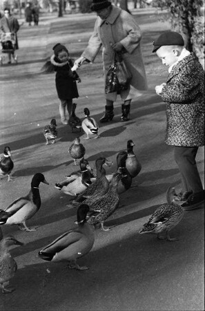 Enten füttern im Stadtgarten.
