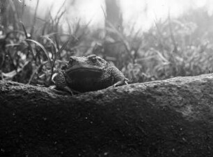 Erdkröte (Bufo bufo-Komplex) aufschauend