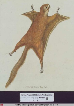 Abbildung eines Sciurus Petaurista Pall. (Riesengleithörnchen).