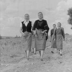 Tabakernte auf den Feldern der Landwirtschaftlichen Produktionsgenossenschaft in Konusch in der Gegend von Chaskowo