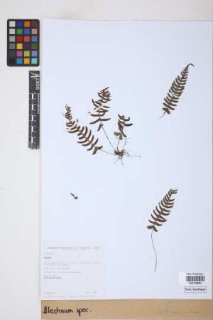Blechnum