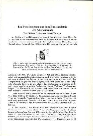 Ein Pseudosuchier aus dem Buntsandstein des Schwarzwalds