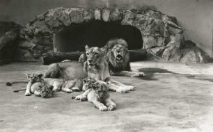 Dresden. Zoologischer Garten. Löwenfamilie Pascha (Panthera leo)