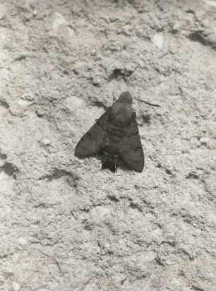 Taubenschwänzchen (Macroglossa stellatarum L.). Falter